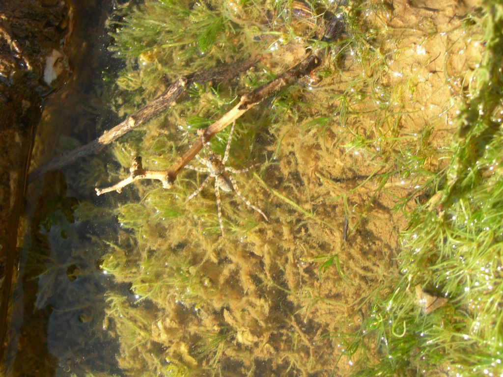 Arctosa sp. - Riotorto (LI)